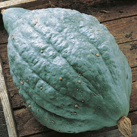 Vintersquash 'Blue Ballet'