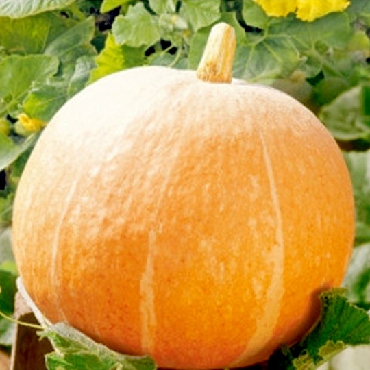 Pumpa 'Orange Summer'