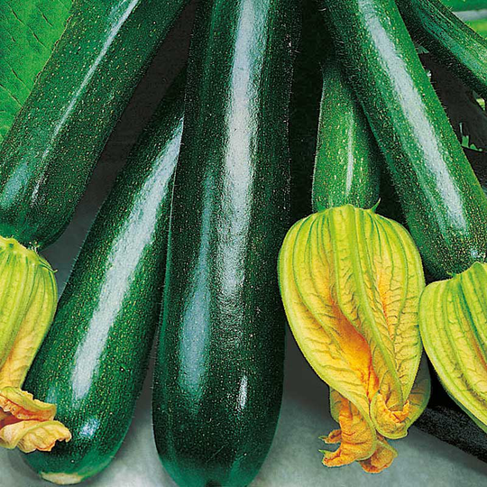 Squash 'Black Beauty', ekologisk