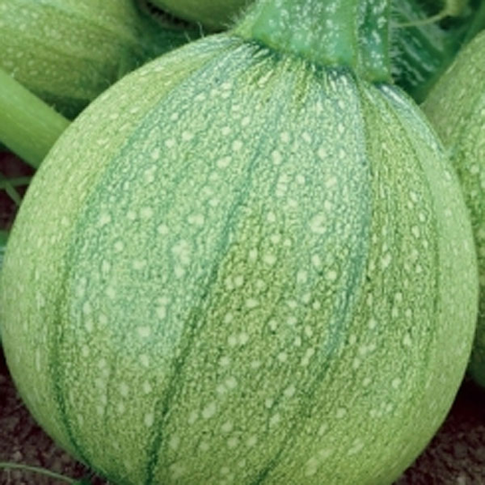 Squash 'Di Nizza'