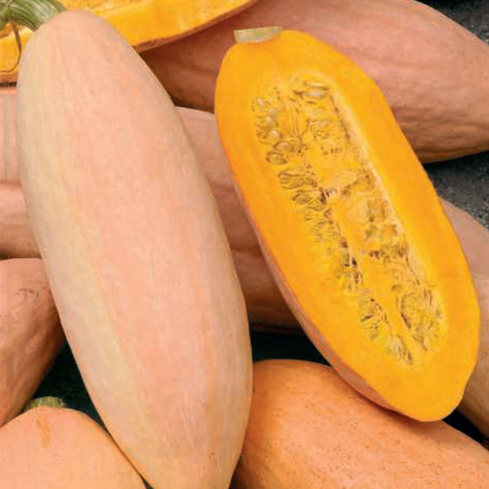 Jättepumpa 'Pink Banana Jumbo', vintersquash