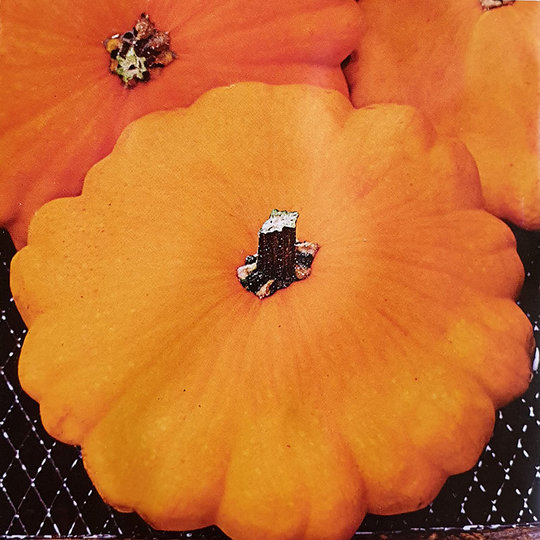Pattypan Squash 'Orange'