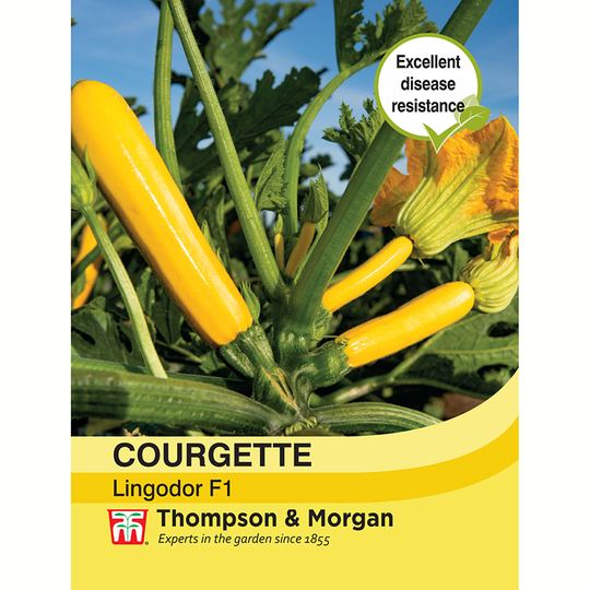 Squash 'Lingodor' F1