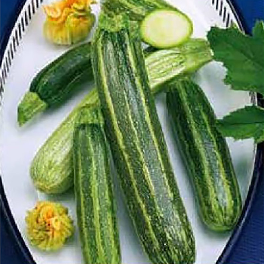Squash 'Green Tiger'