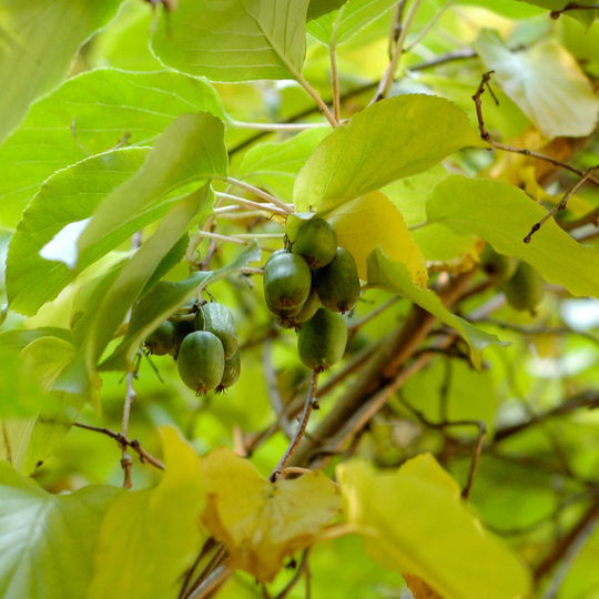 Minikiwi 'Chang Bai' 2 L