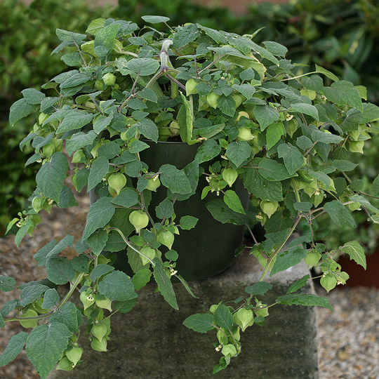Kapkrusbär 'Little Lanterns'