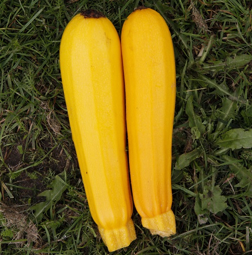 Squash 'Yellowfine' F1 yrkesodlarfrö