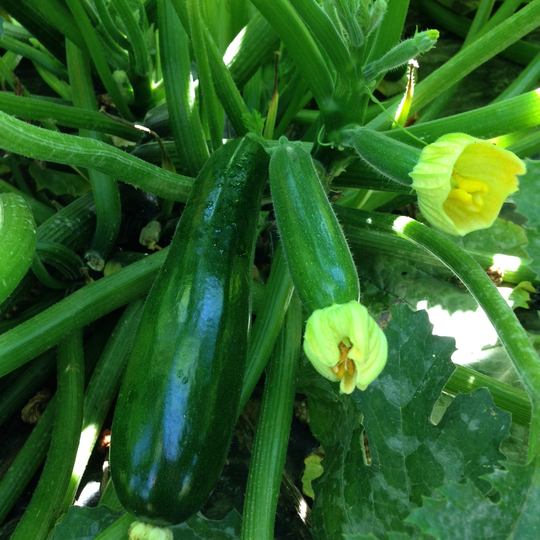Squash 'Dunja' F1 yrkesodlarfrö